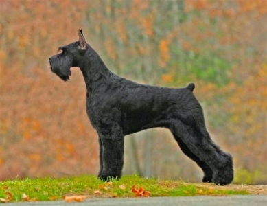 top giant schnauzer breeders