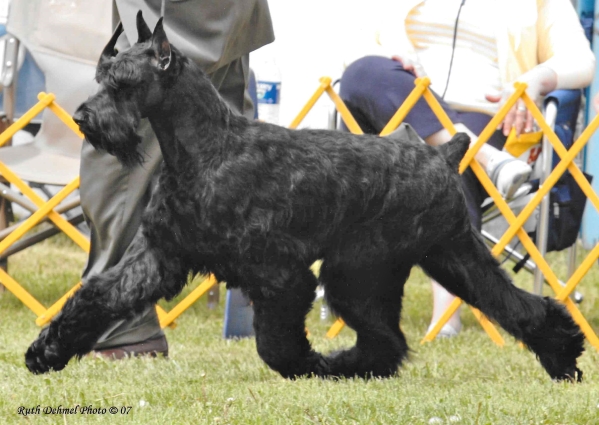 ty the giant schnauzer