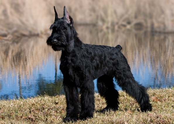 ty the giant schnauzer